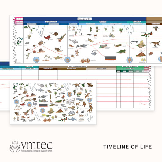 The Montessori Timeline of Life from Michael Dorer at VMTEC